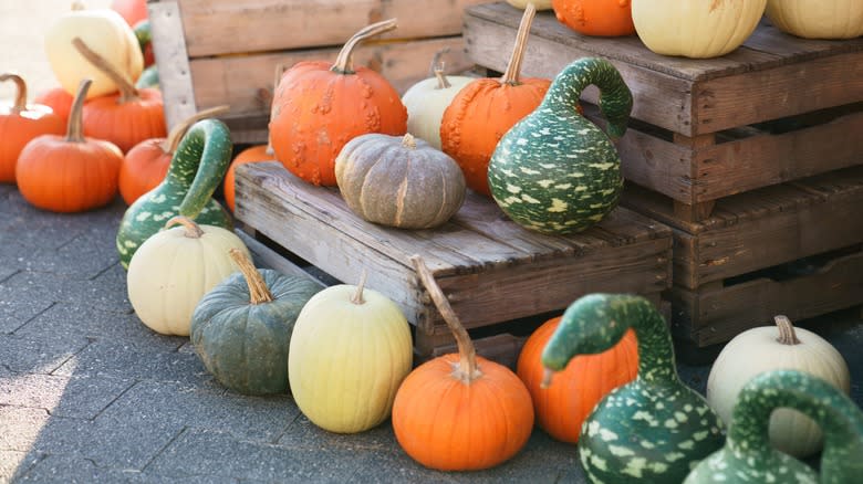 squash and pumpkin varieties 