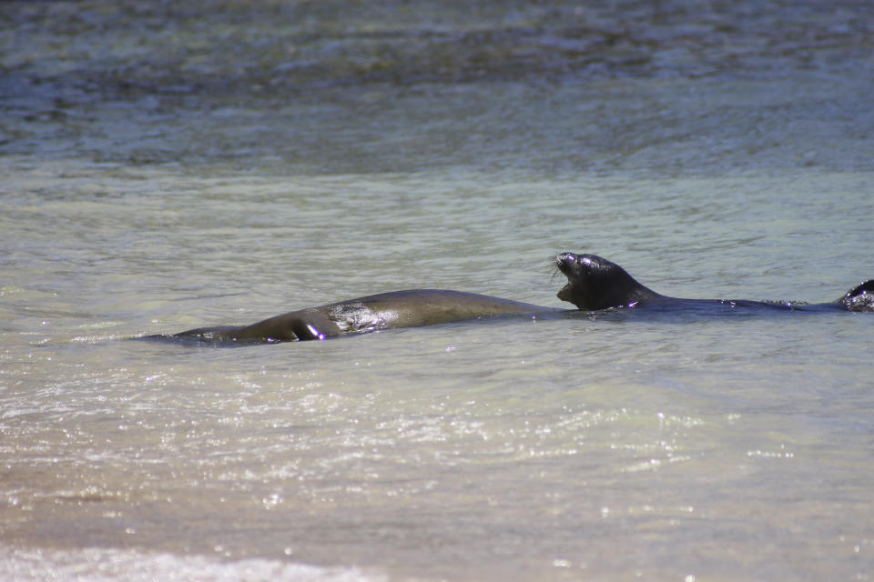 FILE - A Hawaiian monk seal pup, right, and her mother rest swim at a Waikiki beach in Honolulu on Tuesday, Aug. 8, 2017. A young Hawaiian monk seal has weaned and relocated, allowing a stretch of a popular Hawaii beach to reopen Tuesday, May 30, 2023, after it was made off-limits to protect the endangered pup while it nursed. (AP Photo/Audrey McAvoy, File)