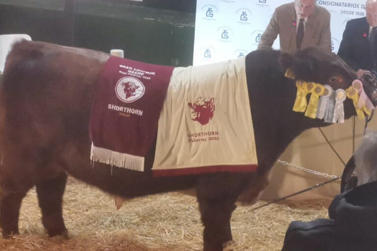 Un ejemplar Shorthorn