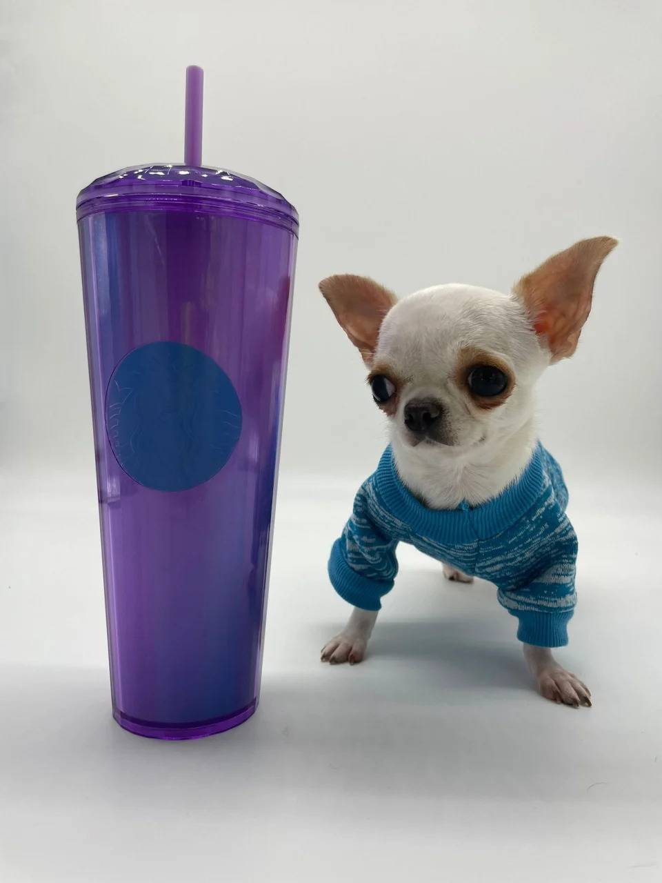 Pearl, a 2-year-old chihuahua, is the world's shortest living dog.