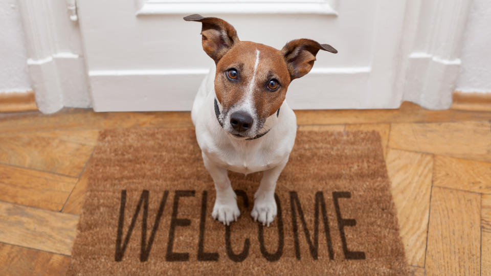 Dog sitting on welcome mat