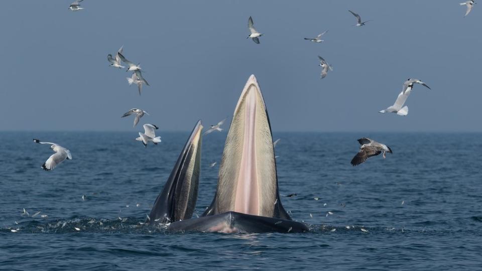 A fin whale mother and calf feeding near the ocean's surface. The pair were not part of the recent feeding frenzy in Antarctica.