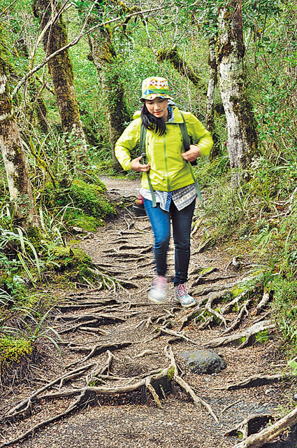 遠足路徑有欅木樹林環繞，其「板根路」也有特色。（馮柏偉攝）