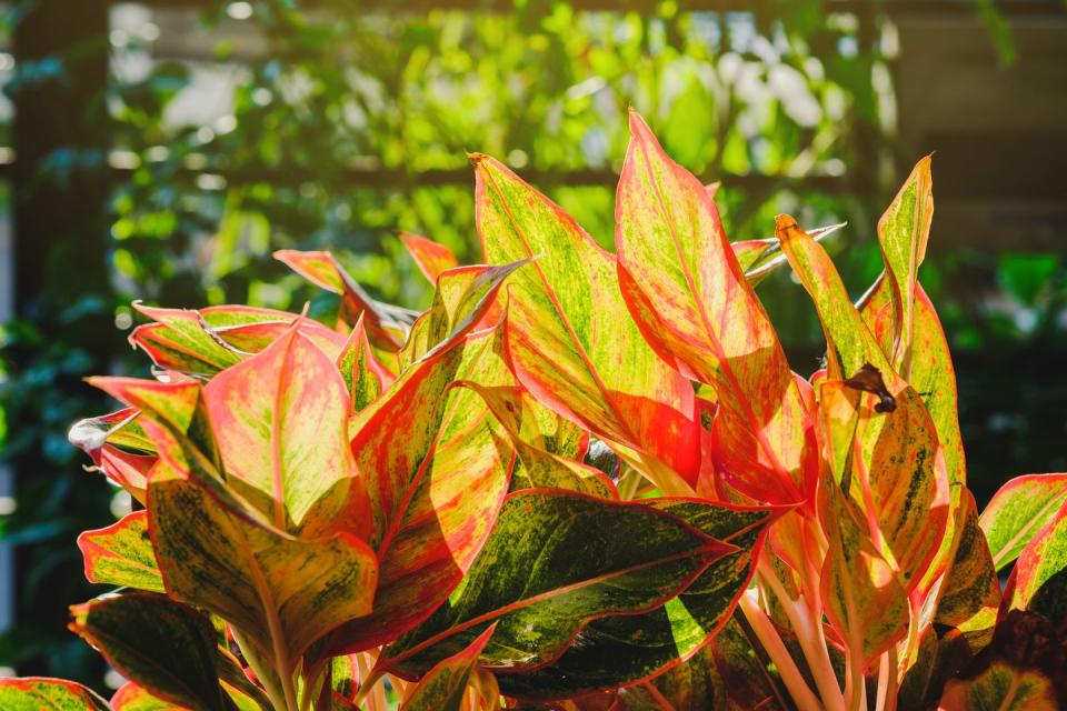 23) Red Aglaonema