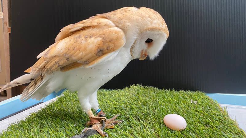 ▲日本徳山動物園一隻倉鴞，原本被園方公佈為雄性，但牠日前卻下蛋讓大家嚇傻。事後園方承認誤判了牠的性別。（圖／翻攝自@TOKUYAMA_ZOO的推特）