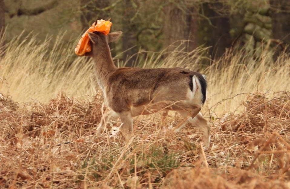 The deer was captured trying to shake the bag off: Maria B