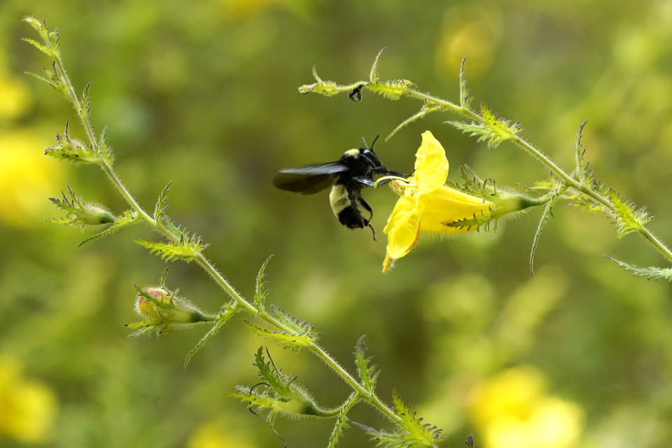 A bee collects nectar from a flower at the May Prairie State Natural Area on Aug. 20, 2020, in Manchester, Tenn. Famed naturalist E.O. Wilson has written that the southern grassland biome is “probably the richest terrestrial biome in all of North America.” (AP Photo/Mark Humphrey)