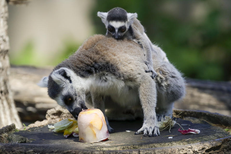 A lemur with a baby on its back sucks on a fruit icicle on a hot day, in Rome's zoo, Tuesday, June 25, 2019. Zookeepers at the Bioparco often give animals ice blocks with either fruit or meat inside on hot summer days. (AP Photo/Andrew Medichini)