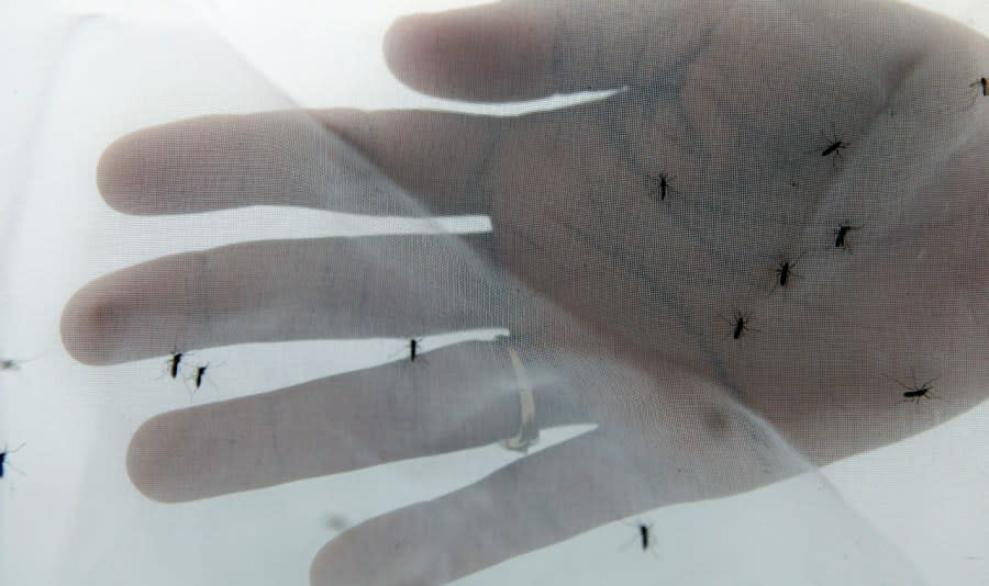 Several yellow fever mosquitoes sit on a net with a person's hand underneath to provide perspective.