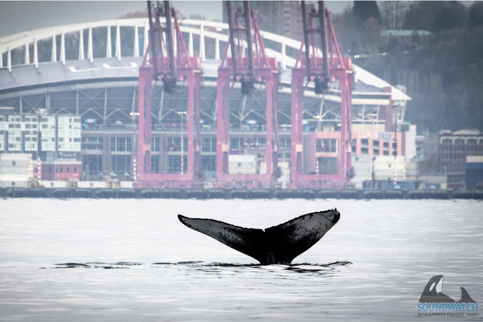 In this photo provided by the Soundwatch Boater Education Program a young humpback whale dives in front of Seattle on Nov. 30, 2023. (Jeff Hogan/Soundwatch Boater Education Program via AP)