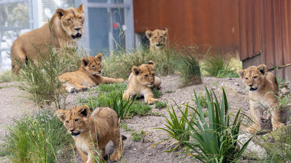 Five lion cubs named Khari, Luzuko, Malika, Zuri and Ayanna, and their mother Maya, are seen in a file photo at Sydney's Taronga Zoo. / Credit: Taronga Zoo