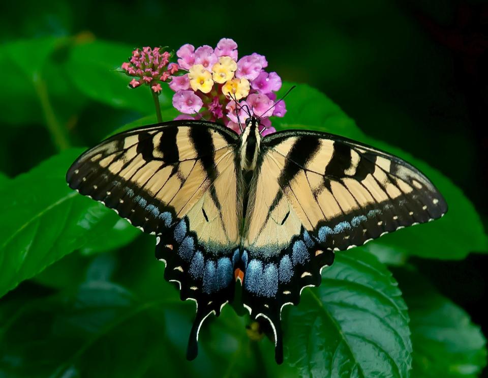 The Luscious Royale Cosmo lantana is an award winner, everchanging in color, here it hosts a female Eastern Tiger Swallowtail for a nectar feast.