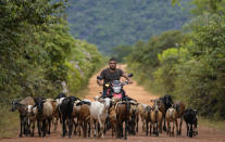 A man herds goats on the Raposa Serra do Sol Indigenous reserve in Roraima state, Brazil, Saturday, Nov. 6, 2021. Unlike most reserves in the Brazilian Amazon featuring lush rainforest, Raposa Serra do Sol is mostly tropical savannah. (AP Photo/Andre Penner)