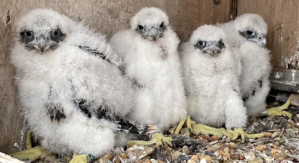 The four falcon chicks that hatched in April 2024 in the falcon box above the Hudson River's Tappan Zee on the Gov. Mario M. Cuomo Bridge.