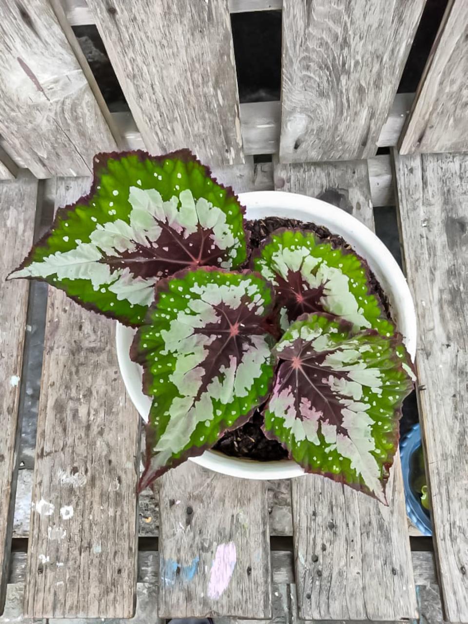 shade flowers rex begonia