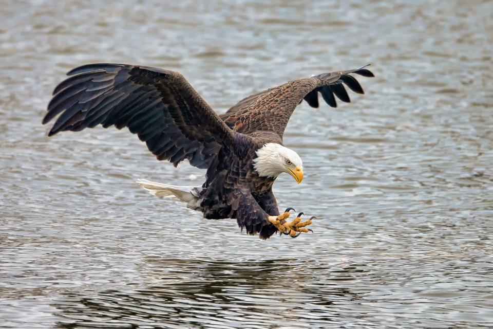 Bald Eagle