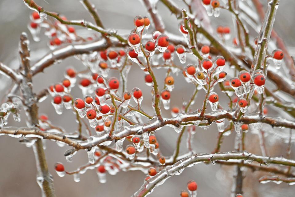 Ice covers berries in a tree.