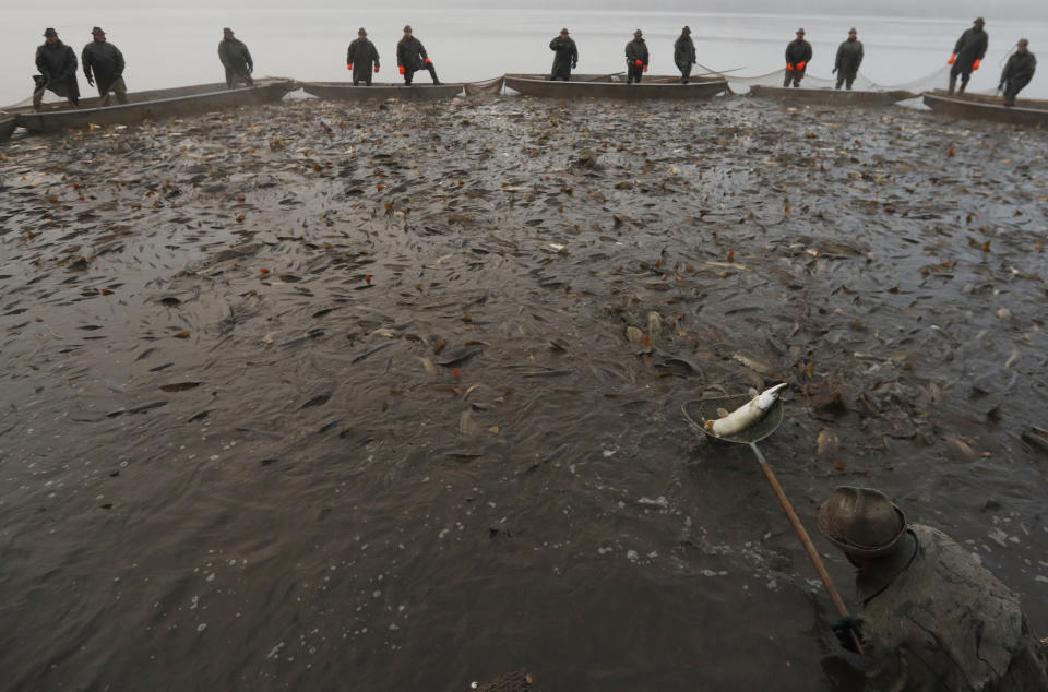 In this picture taken on Thursday, Nov. 15, 2018, fisherman separates pike from their catch, mostly carp, during the traditional fish haul of the Krcin pond near the village of Mazelov, Czech Republic. Czechs will have to pay more for their traditional Christmas delicacy this year after a serious drought devastated the carp population this year. (AP Photo/Petr David Josek)