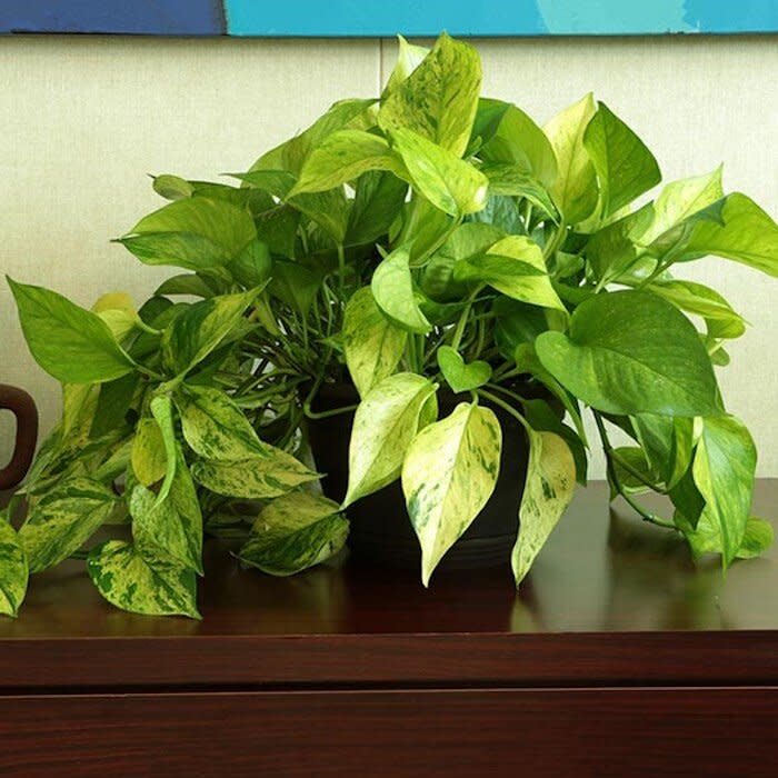 Jessenia Pothos Plant