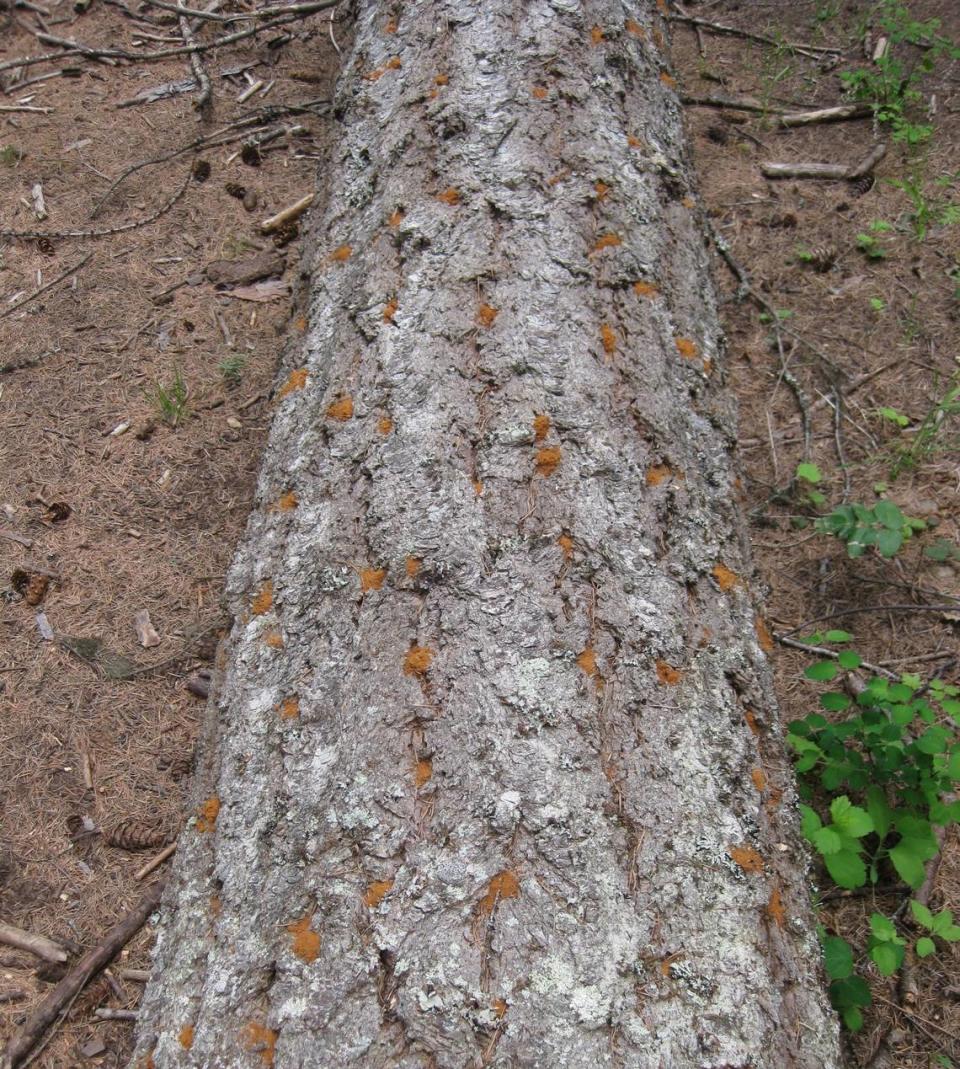 Piles of Douglas-fir beetle frass on a down Douglas-fir log.