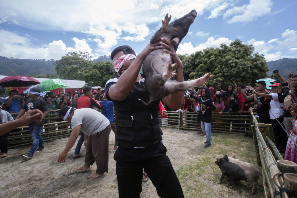 In this Saturday, Oct. 26, 2019, photo, a man lifts a prize pig he managed to catch during a pig wrangling competition during Toba Pig and Pork Festival, in Muara, North Sumatra, Indonesia. Christian residents in Muslim-majority Indonesia's remote Lake Toba region have launched a new festival celebrating pigs that they say is a response to efforts to promote halal tourism in the area. The festival features competitions in barbecuing, pig calling and pig catching as well as live music and other entertainment that organizers say are parts of the culture of the community that lives in the area. (AP Photo/Binsar Bakkara)