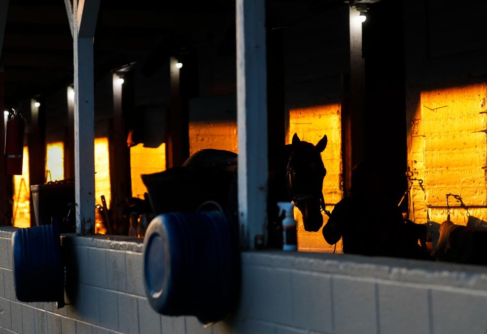 A race horse is hot walked inside a backside barn at Churchill Downs on Monday morning, April 24, 2023 in Louisville, Ky. 