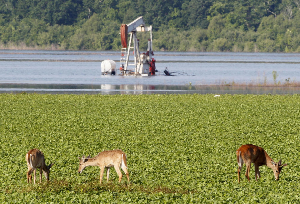 FILE - In this May 18, 2011, file photo, deer feed in a field near a partially-flooded oil derrick in Concordia Parish, La. The state of Mississippi is suing the federal government for at least $25 million, claiming a federal dam complex in Louisiana that keeps the Mississippi River from changing course is harming state land. The suit was filed Monday in the Court of Federal Claims by Mississippi officials on behalf of three school districts. (AP Photo/Patrick Semansky, File)