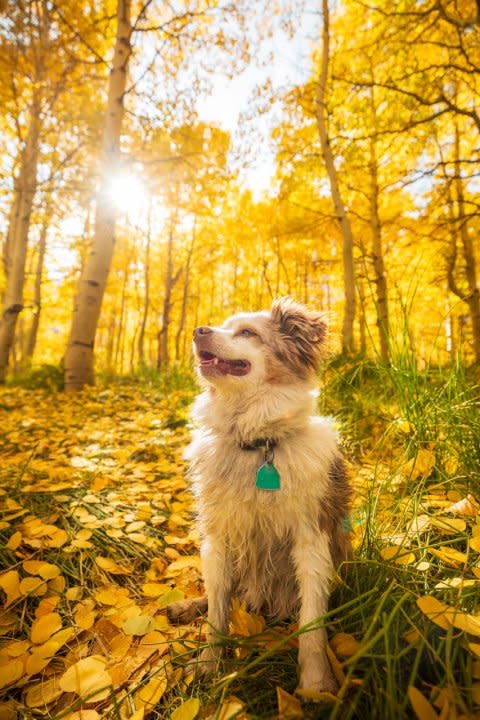 Leo the Australian shepherd enjoys the fall colors at Mammoth Lakes in October 2023. (Samantha Lindberg/Mammoth Lakes Tourism)