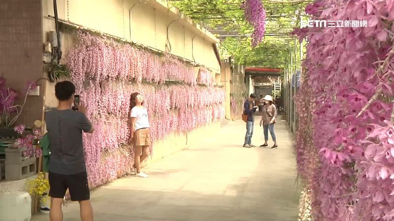 石斛蘭花牆吸引遊客拍照打卡。