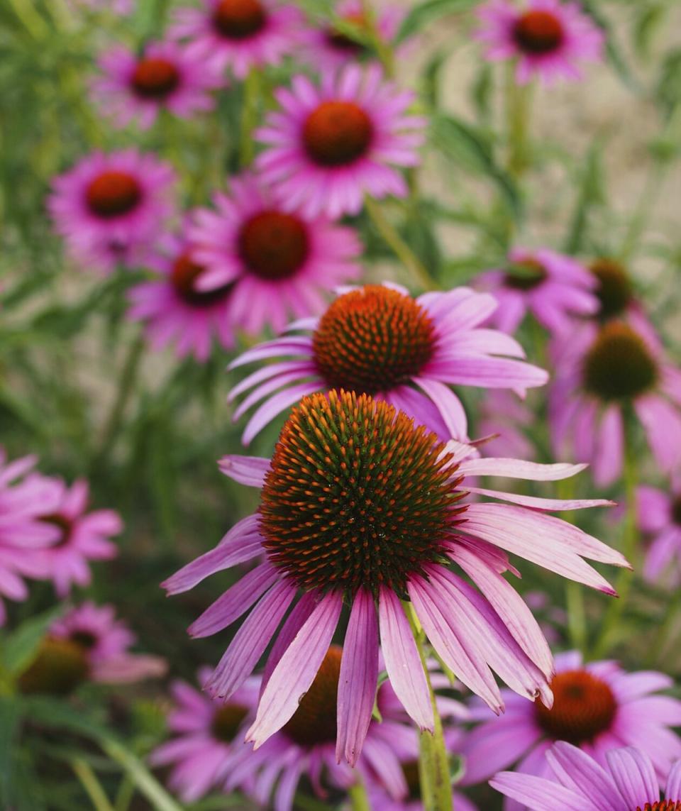 Coneflower (Echinacea)