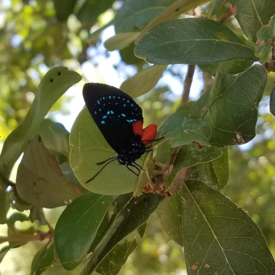 Once believed extinct, Atala butterflies are making a comeback in Brevard County.