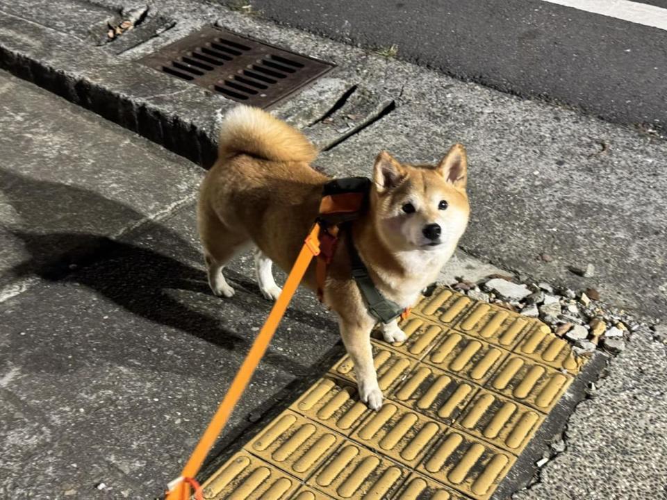 視網膜昨po文，提到愛犬柚子在情人節夜晚掙脫，跑去追其他野狗，他崩潰直呼「追跑到快要以為自己是晚安小雞了。」（翻攝自視網膜臉書）