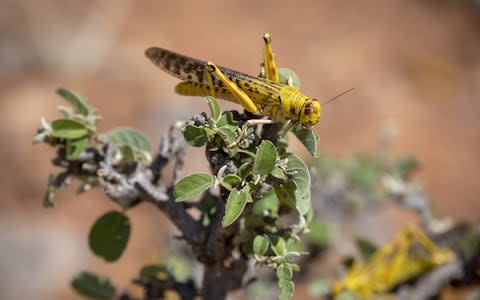 A desert locust sitting on a tree in Lekiji, Samburu East, Kenya, 21 January 2020  - Credit: REX