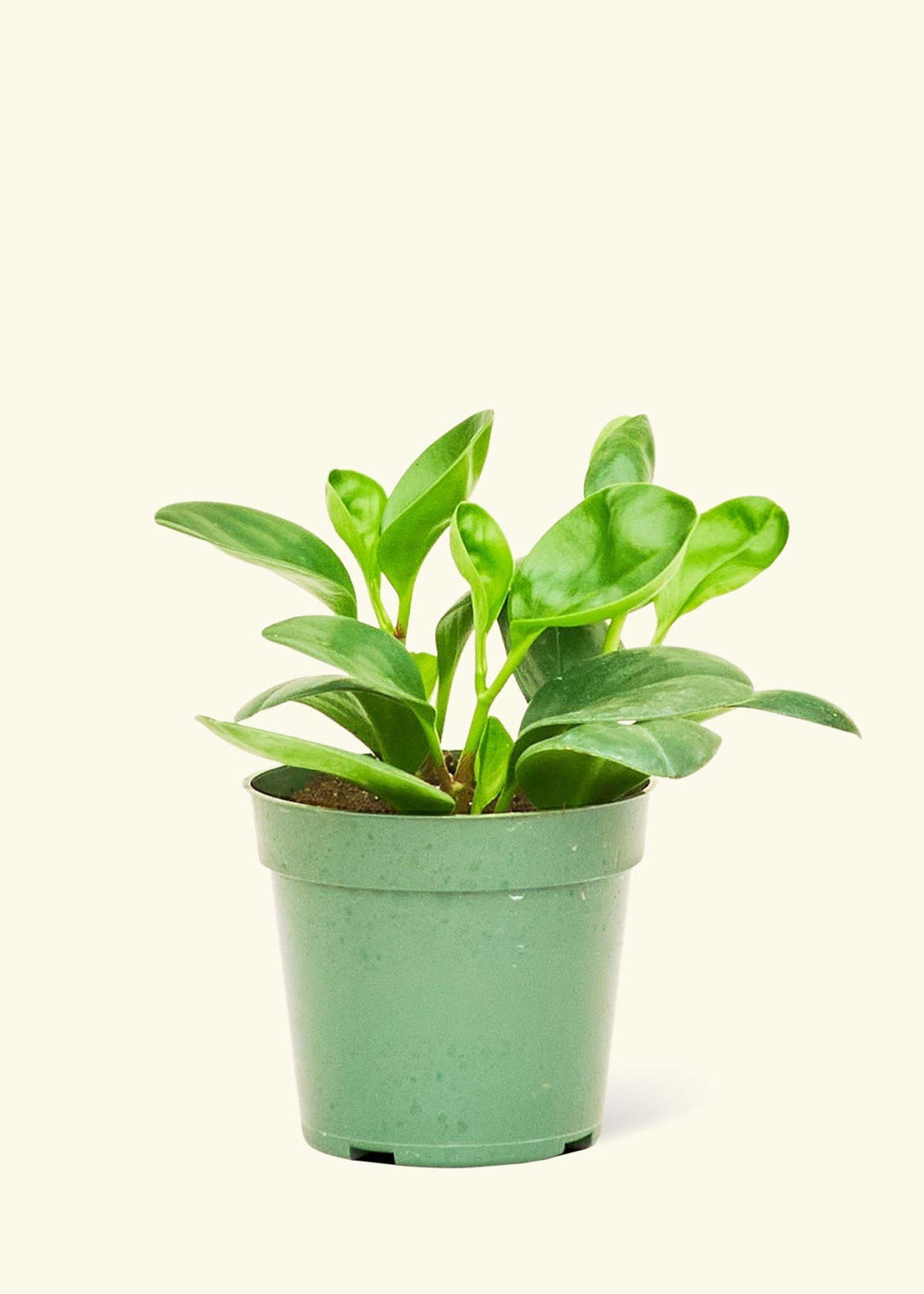 Baby Rubber Plant (DIFFBOT)