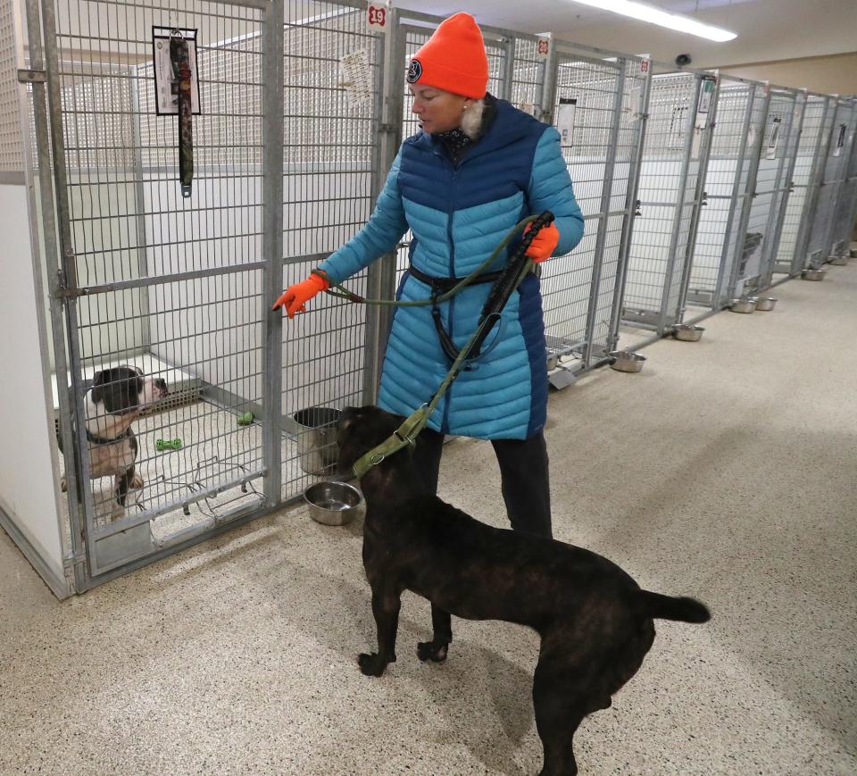 Frances Kline, a volunteer at Summit County Animal Control, takes Halo out from the adoption kennel Tuesday for some exercise. The kennel in Akron so far has been spared from a mystery dog disease that is spreading nationwide.