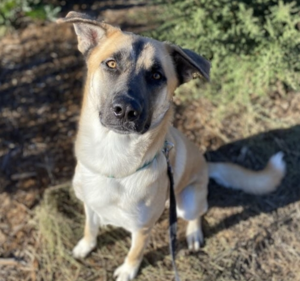 Mason is a German shepherd dog awaiting adoption at San Luis Obispo County Animal Services shelter.