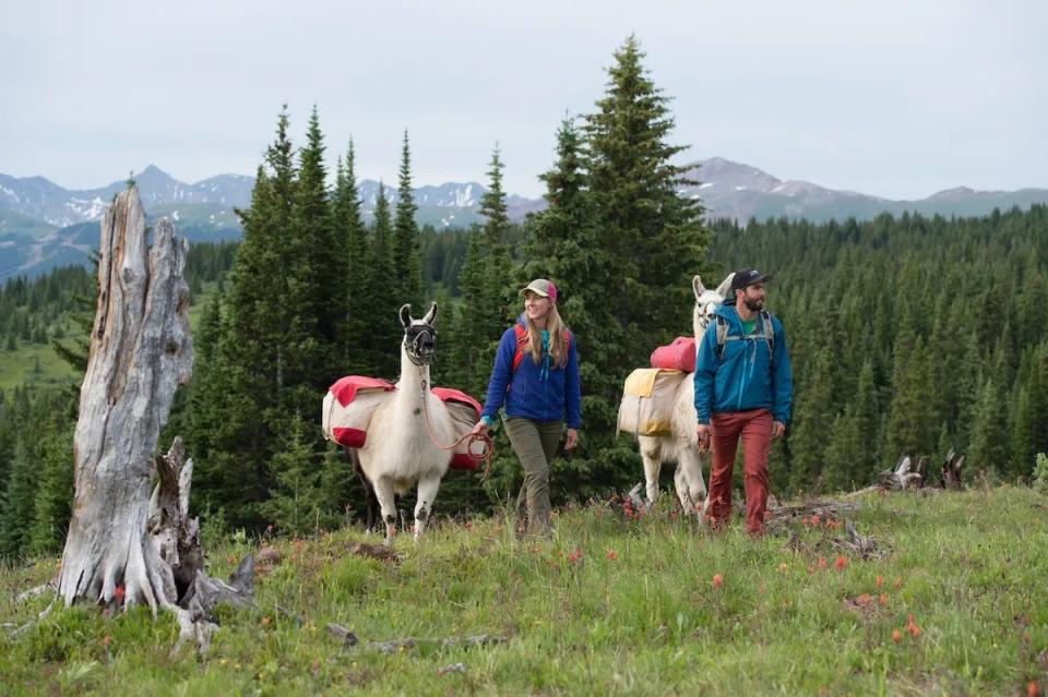 Take a hike - with a llama!