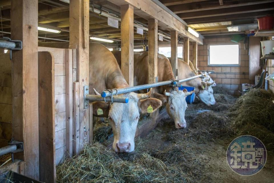 牛隻夏季時會外出放牧，入冬後便會待在牛棚內。