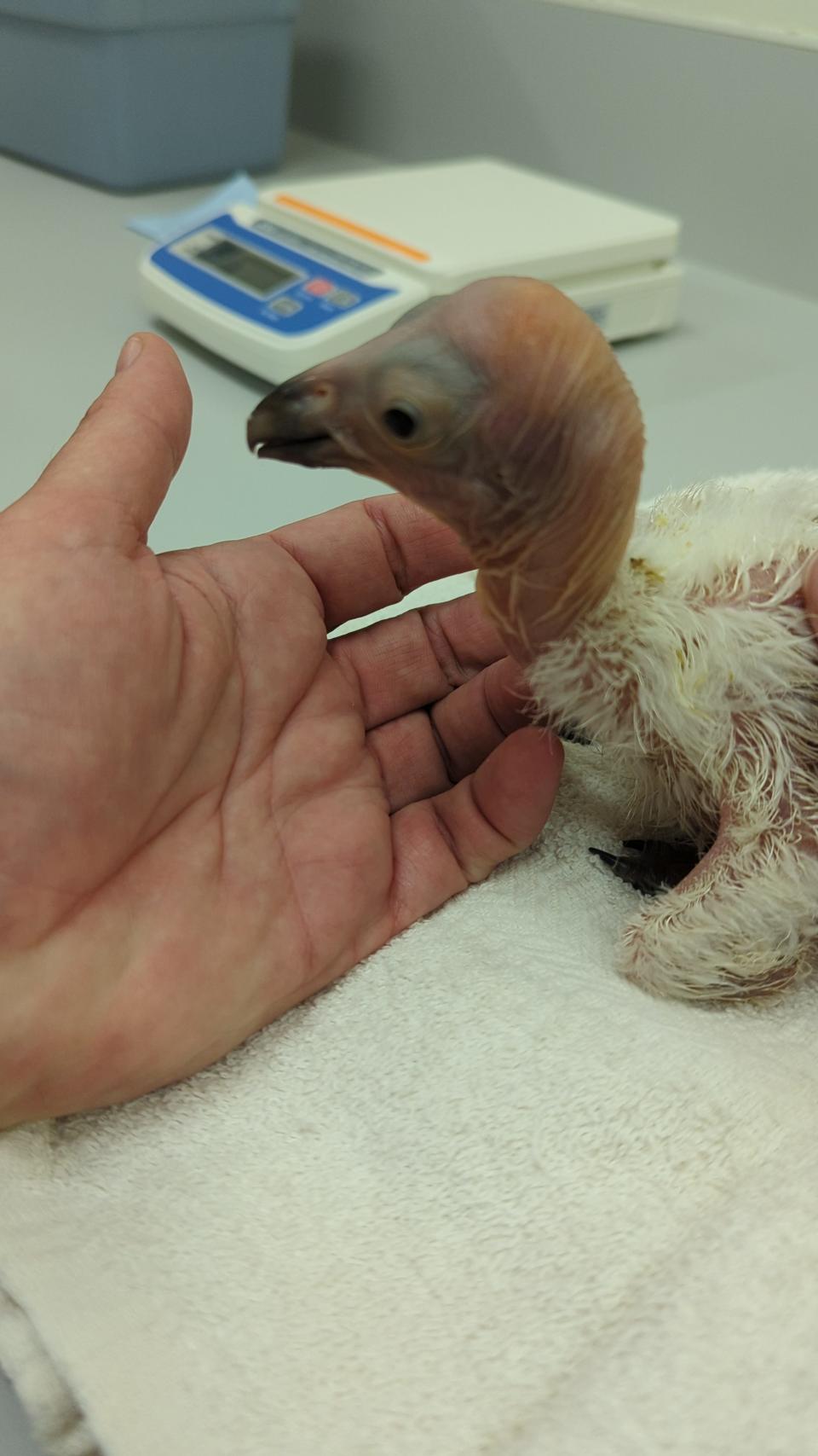 A handler inspects a California condor hatchling at the Los Angeles Zoo in this undated 2024 photo. (Los Angeles Zoo)