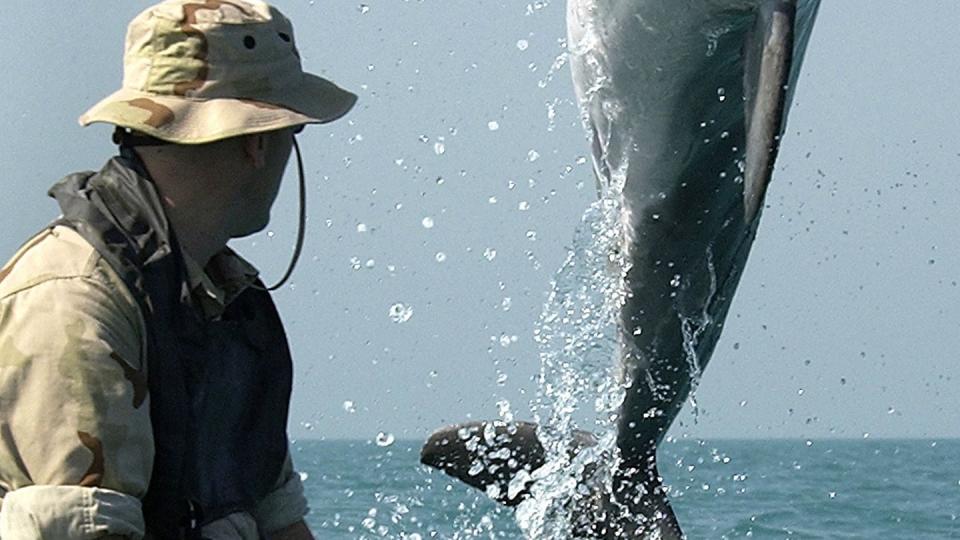 A Navy dolphin wearing a tracking device performs mine clearance work in the Persian Gulf during the Iraq war in 2003. (DOD)