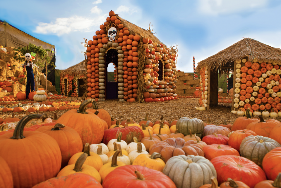 mr bones pumpkin patch in culver city, california