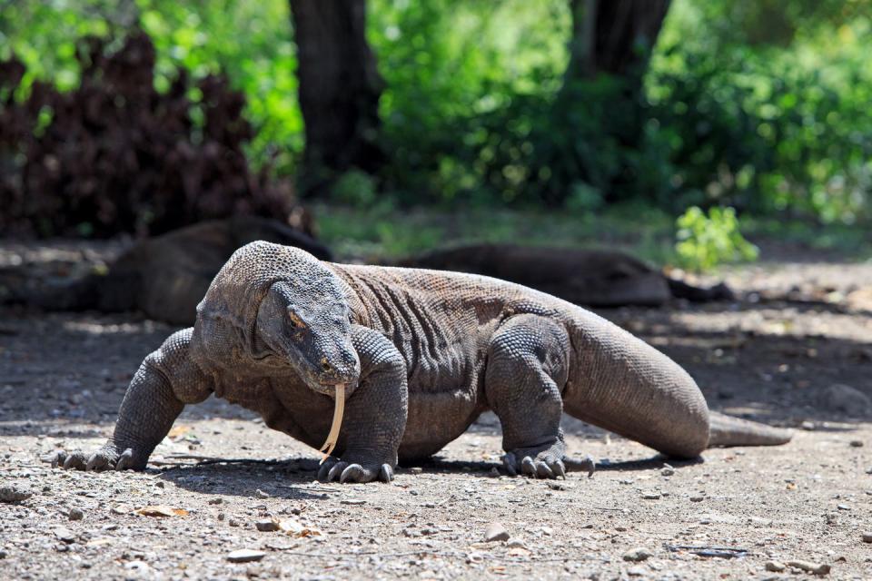 5) Komodo, Indonesia