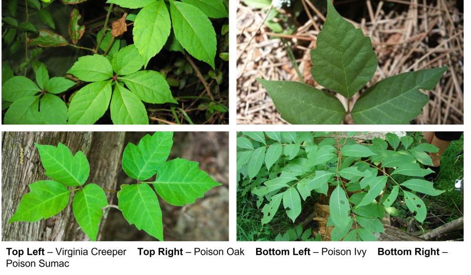 A photo of Poison Ivy and various plants.