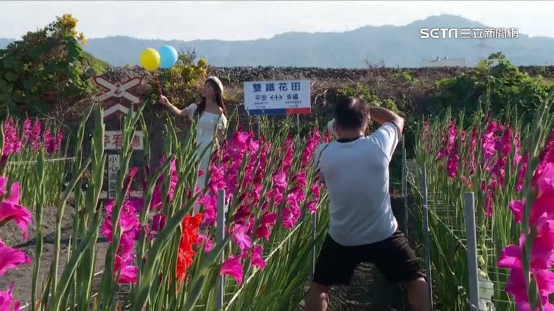 劍蘭花田在彰化高鐵東二路附近的稻區，讓民眾除了賞花之外也可以拍各式列車。