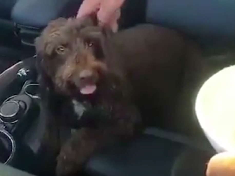 Volunteers and members of the public help a dog that was found in distress and 'panting' in a hot car in 27-degree heat: Nigel Spencer