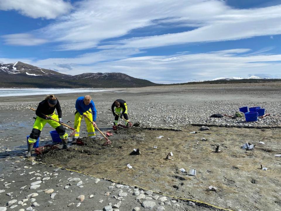 Archaeologists begin excavating the ancient fish trap. The visible poles are marked with white papers.