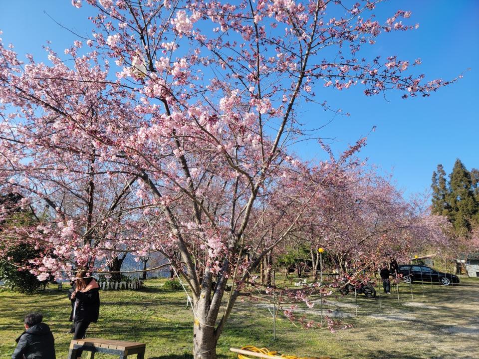 適逢櫻花季，遊客紛紛湧入景點賞櫻。（圖／翻攝自拉拉山 恩愛農場 臉書）