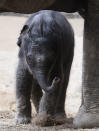 An unnamed baby elephant calf explores alongside his mother Lai Sinh the elephant barn at the Hagenbeck Zoo on April 18, 2012 in Hamburg, Germany. The male calf was born on April 13 with a weight of 100 kilos as the third calf of mother elephant Lai Sinh. (Photo by Joern Pollex/Getty Images)