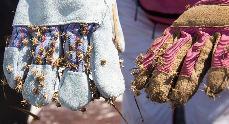 Evidence of sand spurs stuck to clothing can be seen during a removal effort on Friday, May 5, 2023. The area is nesting spot for several shorebirds including black skimmers, snowy plovers, least terns and Wilson’s plovers. They are removing the burrs because they get attached to the chicks, especially skimmer chicks which is believed to contribute to septic arthritis.  