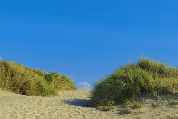 A sandy and grassy beach.